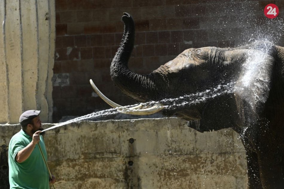 V zoo Bojnice dávajú zvieratám špeciálne nanuky