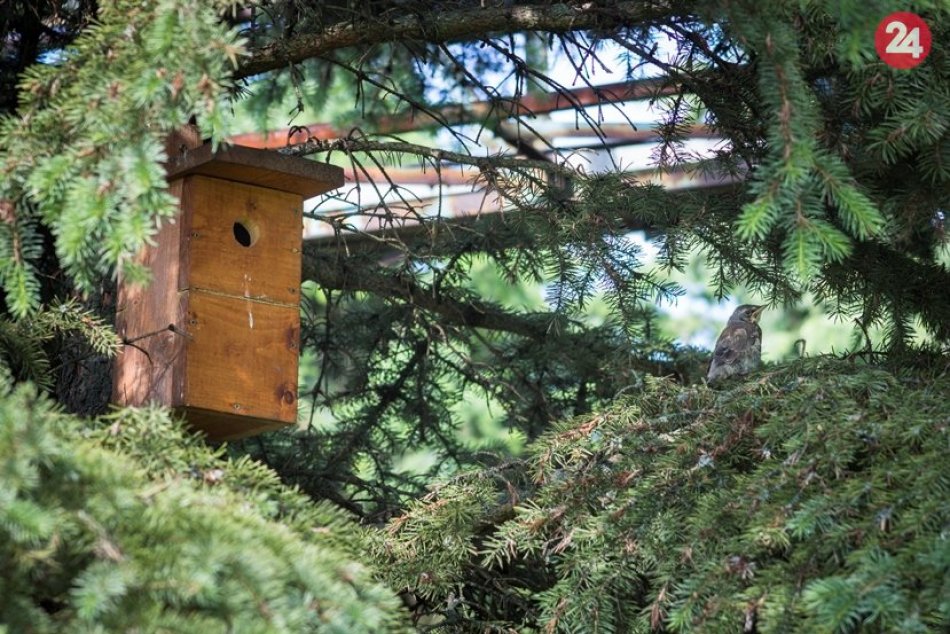 Kolónii belorítky domovej v ČOV Rakytovce sa darí