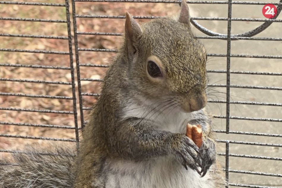 Muž sa snažil vytrénovať "bojovú veveričku"