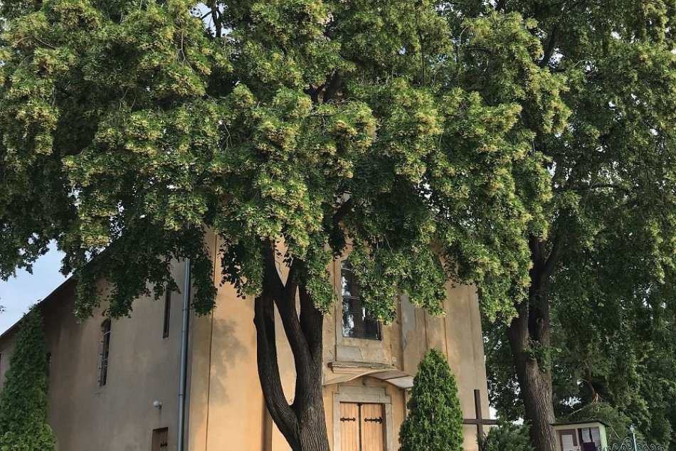 V obci pri Nitre sa vzopreli farárovi: Žiada výrub vyše 250-ročných líp