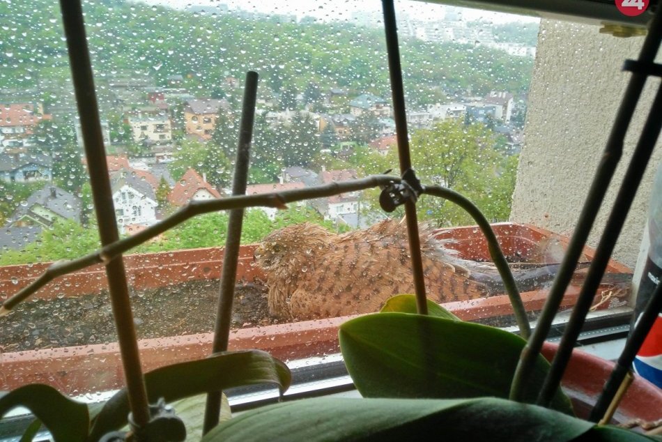Na sídlisku v Karlovej Vsi sa uhniezdila rodinka sokolíkov