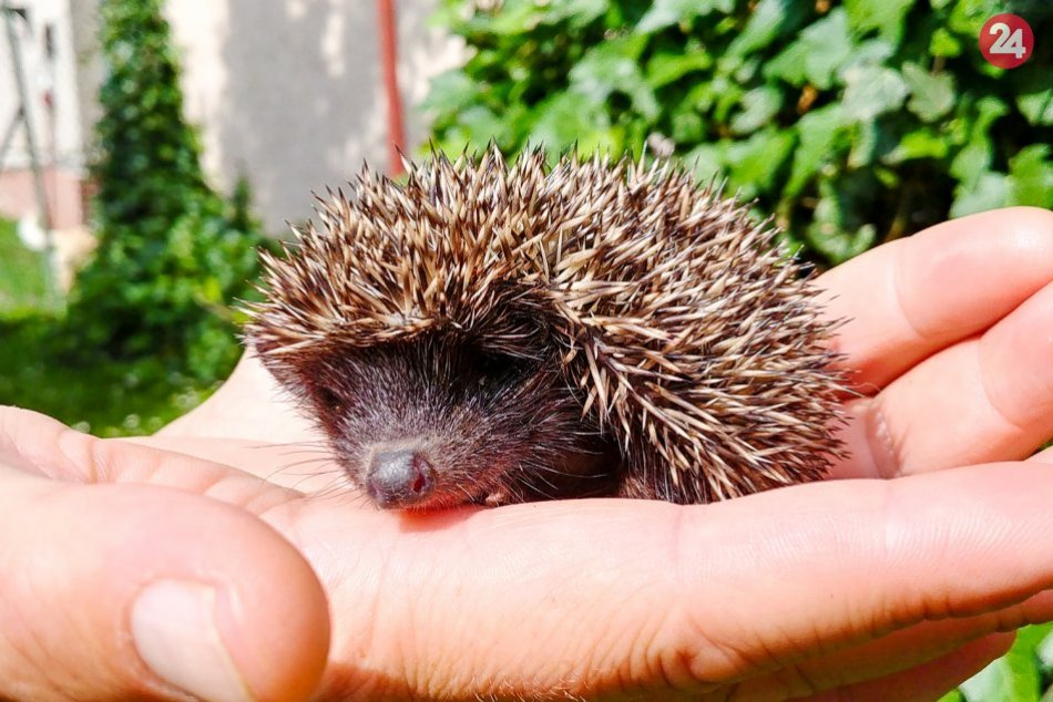 Netradičný piknik v záhrade