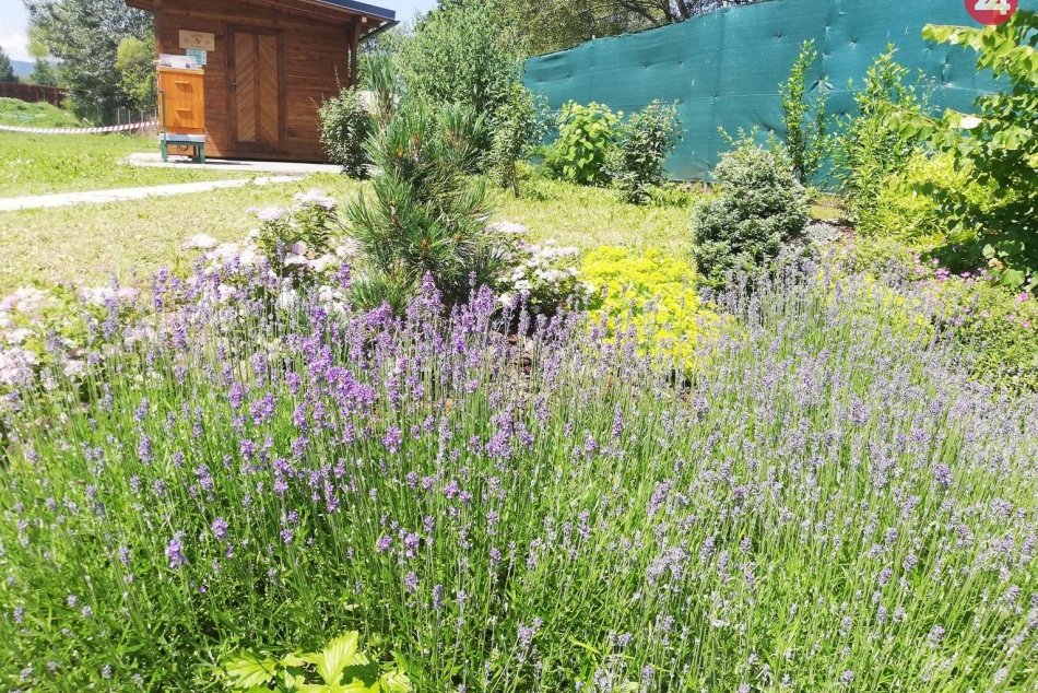 Na školskom dvore Ekonomickej školy v Spišskej pribudol Apidomček