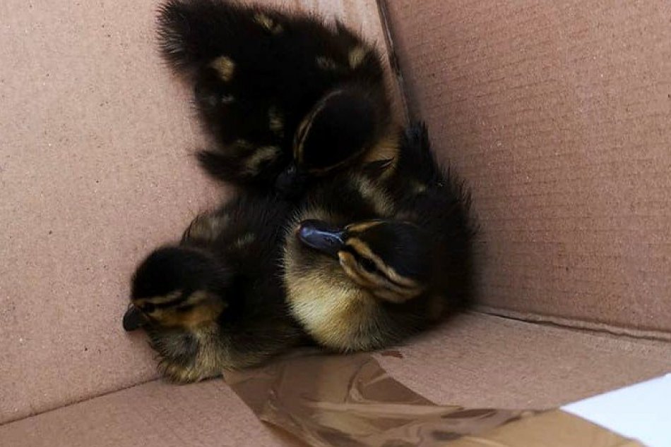 Záchrana malých kačičiek