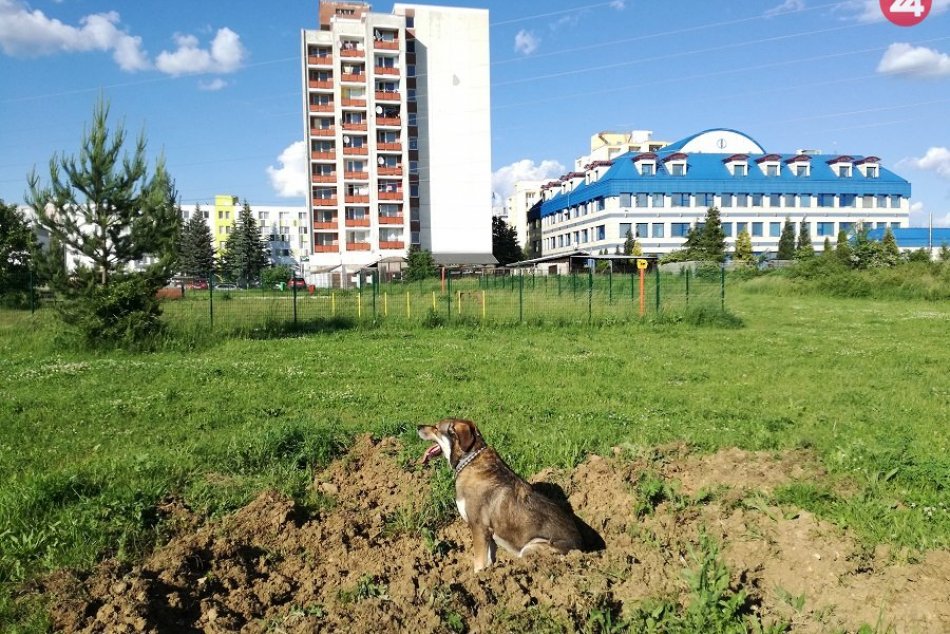 FOTO: Psa mal diviak napadnúť na lúke na Etape