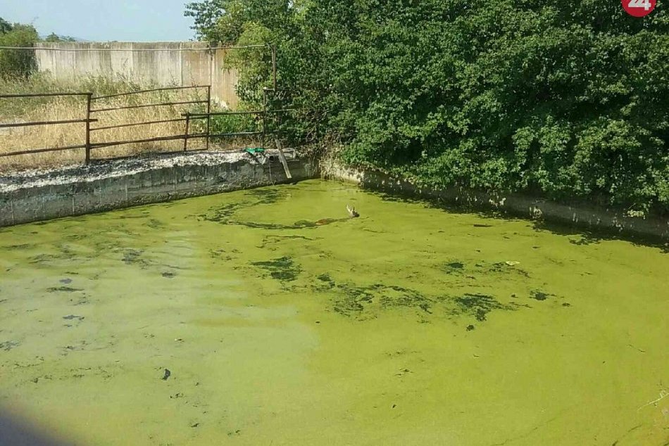 Srnka uviazla vo vodnej nádrži: Hasiči z Považia ju vytiahli