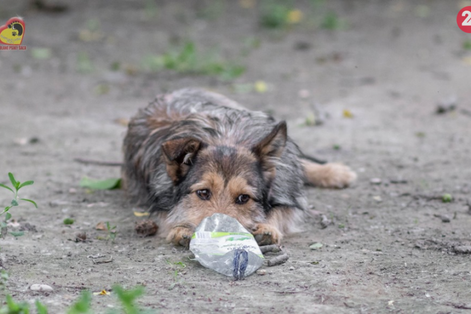 FOTO, Chlpáči zo Šale sú tu: Vyberte si skvelého spoločníka