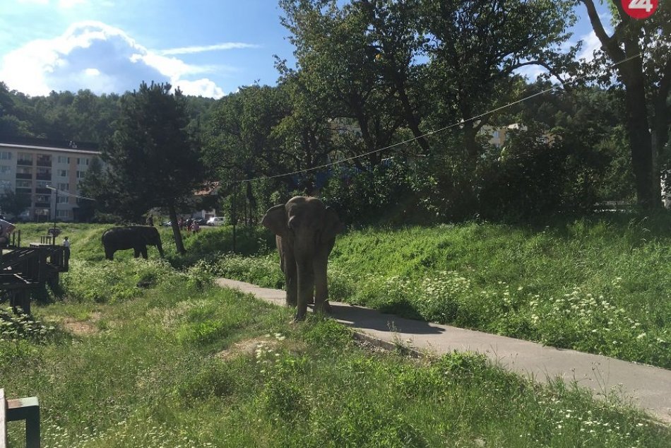 FOTO: Kremnicou sa prechádzajú slony