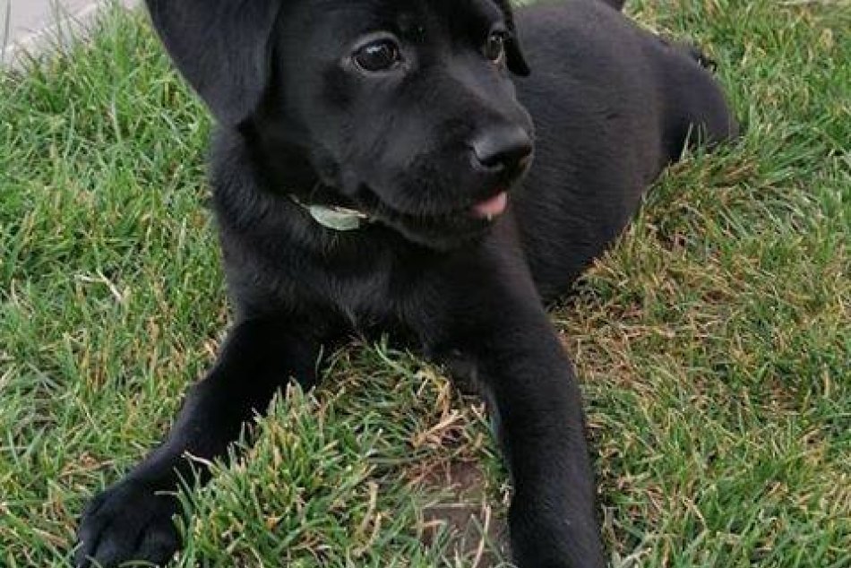 Rozkošní chlpáči už čakajú: Vyberte si aj vy nového miláčika, FOTO