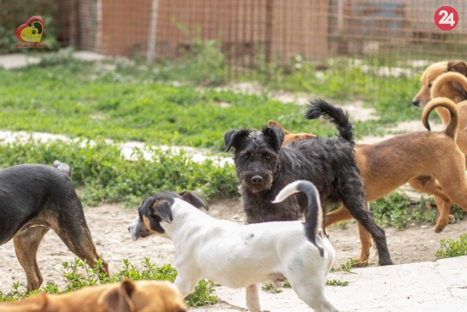 Šalianski útulkáči bojujú o prežitie: Pomôcť môže každý z nás, FOTO