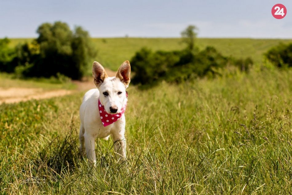 Saša čaká na novú rodinku v útulku vo Švábovciach