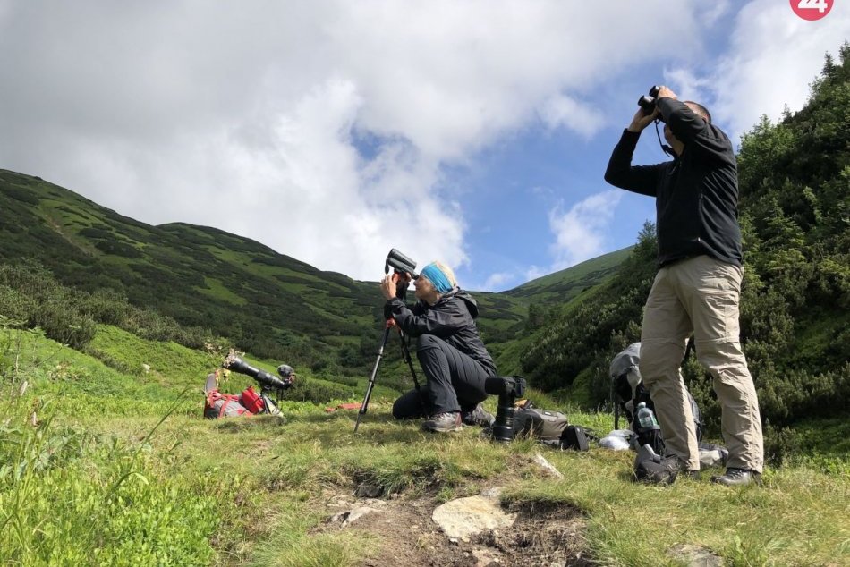 Pozorovania medveďov vo voľnej prírode