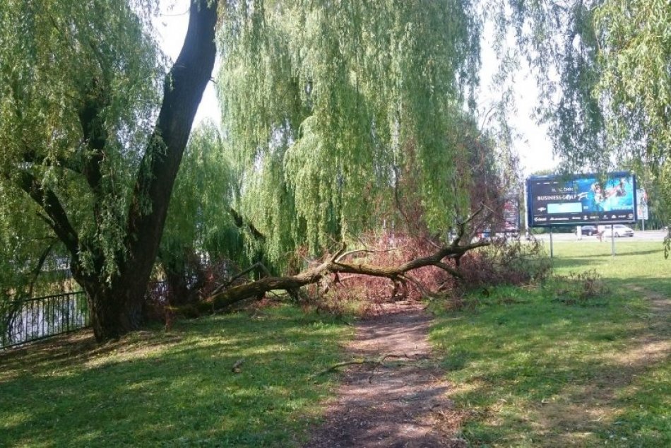 V OBRAZOCH: Spadnutý strom pri Hrone v Bystrici "straší" už týždne