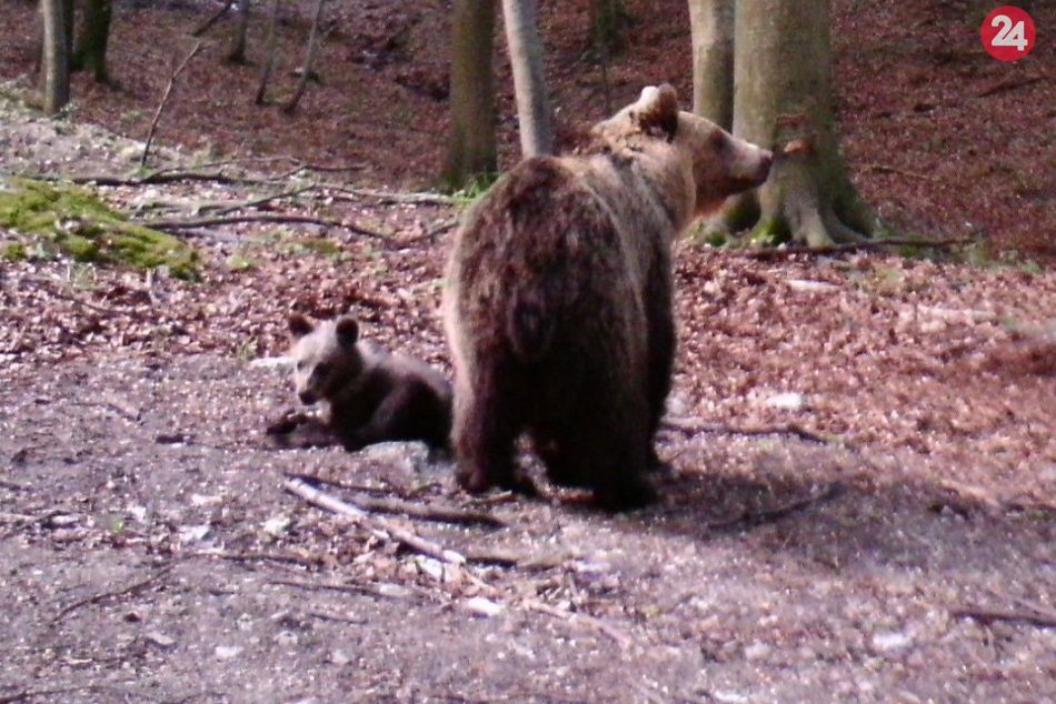 FOTO: Medvedica s troma mladými, ktoré sa vyskytujú v okolí Domaniže