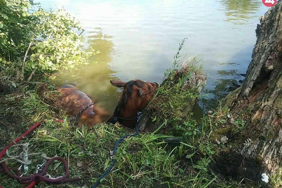Hasiči asistovali pri záchrane koňa: Pomocou lana ho vytiahli na breh, FOTO
