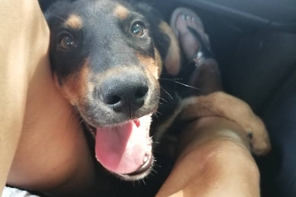 Útulkáči  čakajú: Dáte domov psiemu spoločníkovi? FOTO