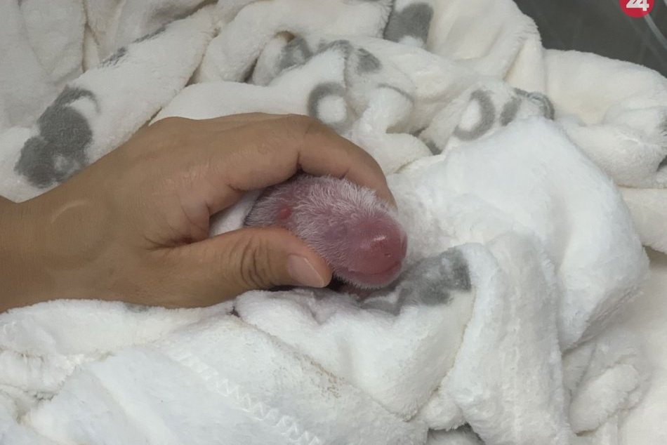 V berlínskej zoo sa narodili dve mláďatá pandy