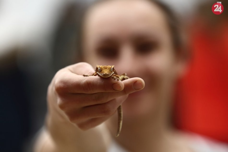 Najväčšia predajná výstava exotických zvierat FAUNIA