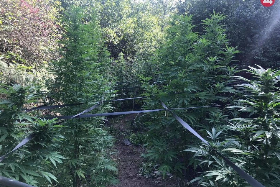 FOTO zo zásahu: Policajti chytili pestovateľa rovno na políčku