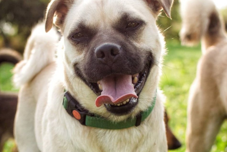 Psí miláčikovia sú tu pre vás: Ktorému z nich vytvoríte skvelý domov? FOTO