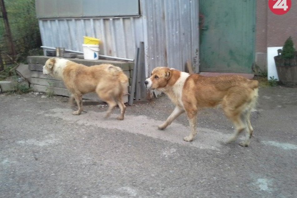 V OBRAZOCH: Odchytenie stredoázijských ovčiakov v Sásovej