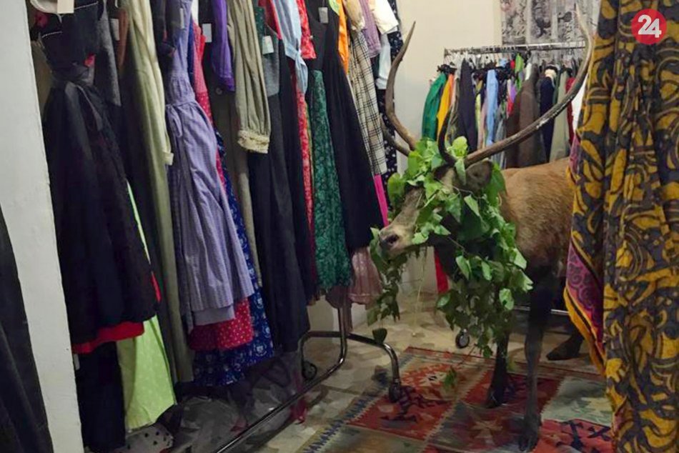Do obchodu s krojmi sa dostal jeleň