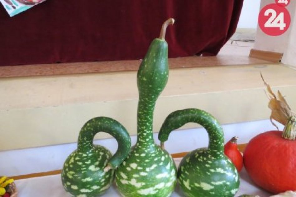 Pestovatelia zo Zalužíc urobili výstavu: Toto vykúzlili z plodov jesene