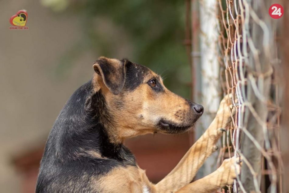 Šalianski útulkáči sú tu opäť: Osvojte si aj vy štvornohého miláčika, FOTO