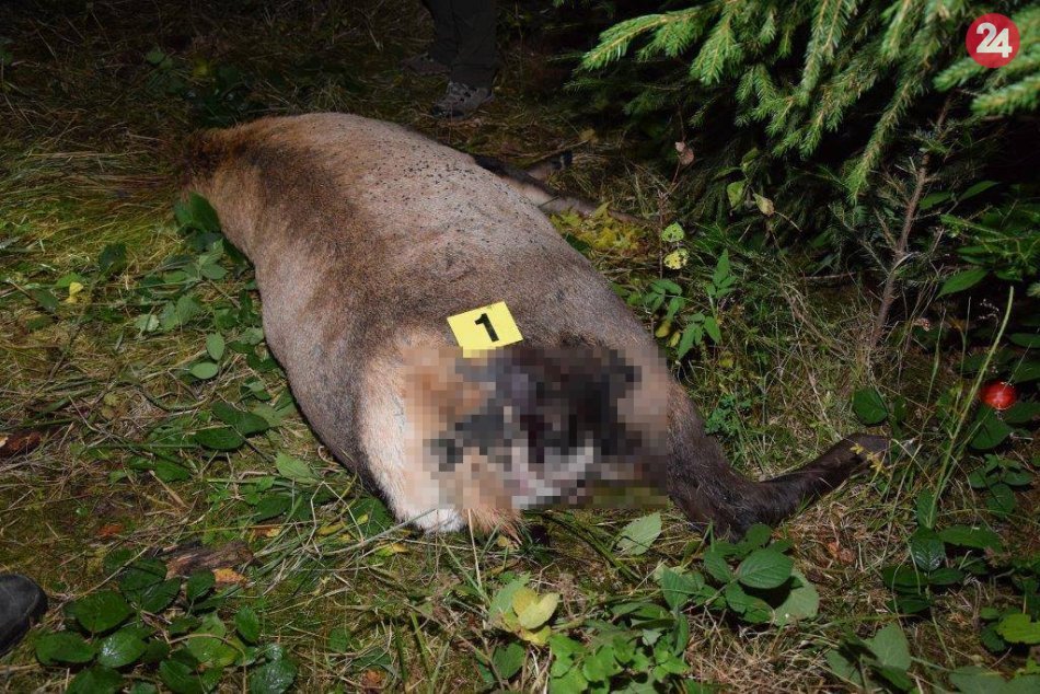 Králi hôr sa stali obeťami pytliakov. Jedného našli s odrezanou hlavou