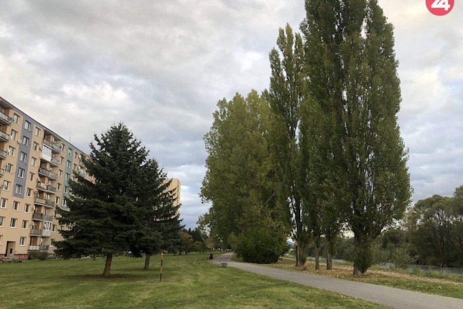 FOTO: Aleja topoľov na Nábreží