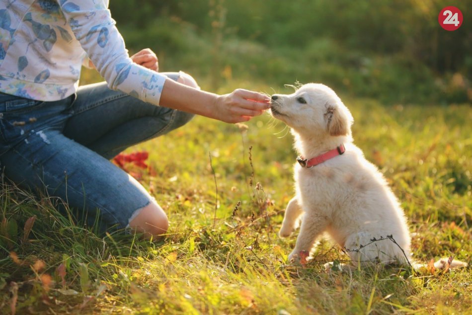 Šteniatko ako z katalógu: FOTKY žiarskej útulkáčky Ninky