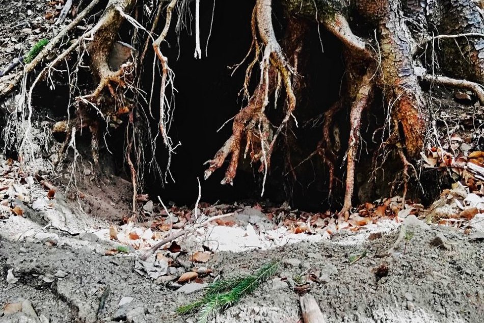 Sandra z Prešova sa s prírodou kamaráti, objavila v nej aj medvediu noru