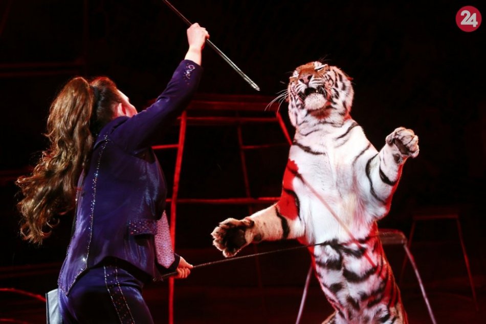 Zvieratá v cirkusoch