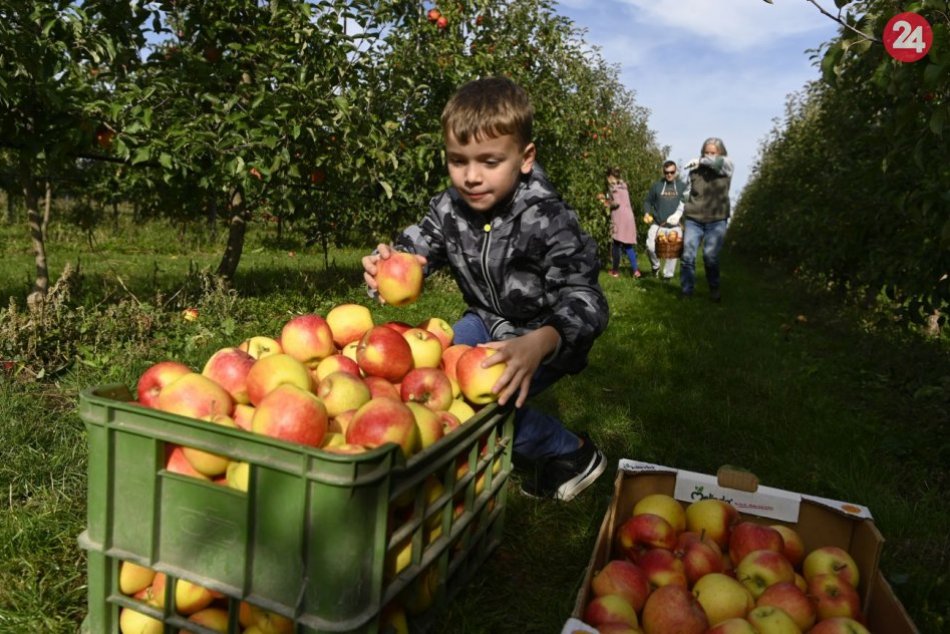 V Ostraticiach začali so samozberom jabĺk