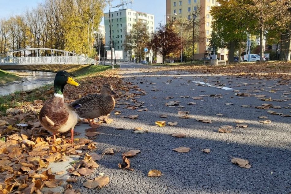 Mamičky v tom majú jasno: Lokality v jeseni, ktoré očaria nejedno dieťa