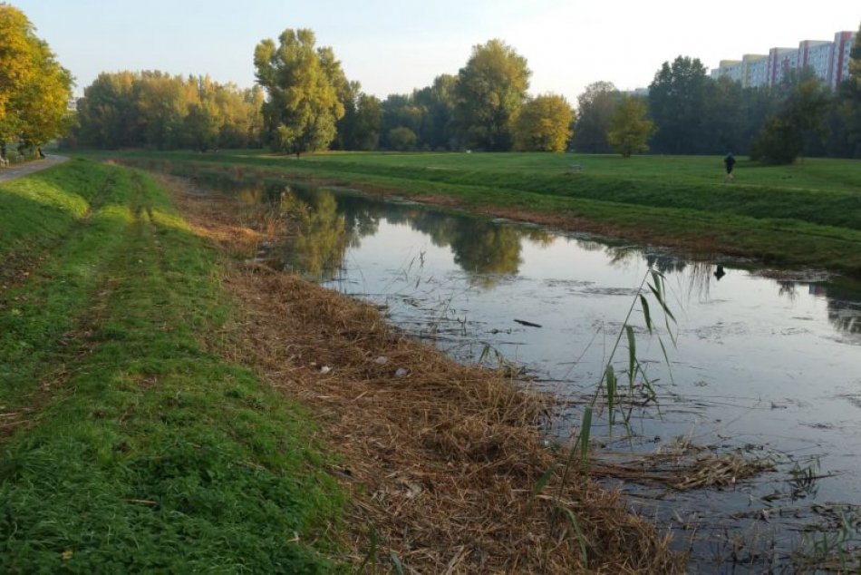 Chorvátske rameno s pokoseným rákosím