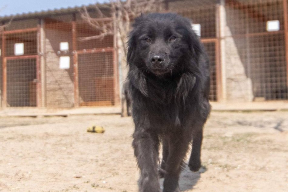 Miláčikovia z útulku: Piati chlpáči sa uchádzajú o vašu priazeň, FOTO