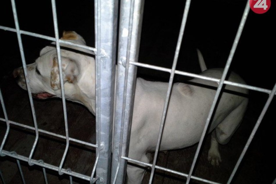 V OBRAZOCH: Na Suchom vrchu odchytili fenku, majiteľ sa už našiel