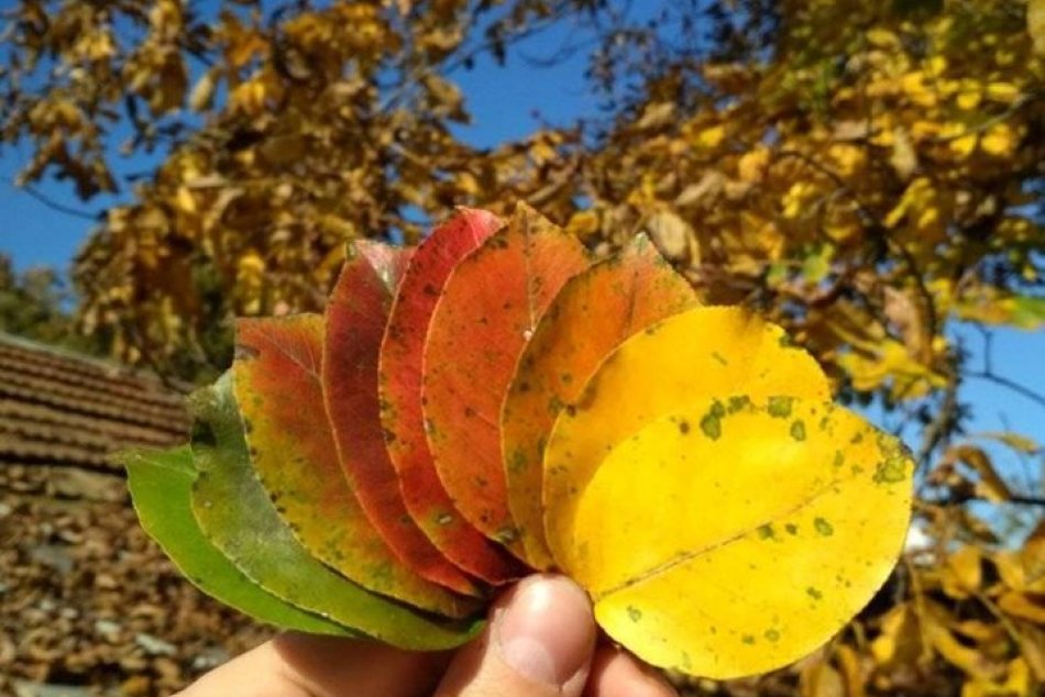 V OBRAZOCH: Takto čitatelia zvečnili jeseň vo Zvolene a okolí