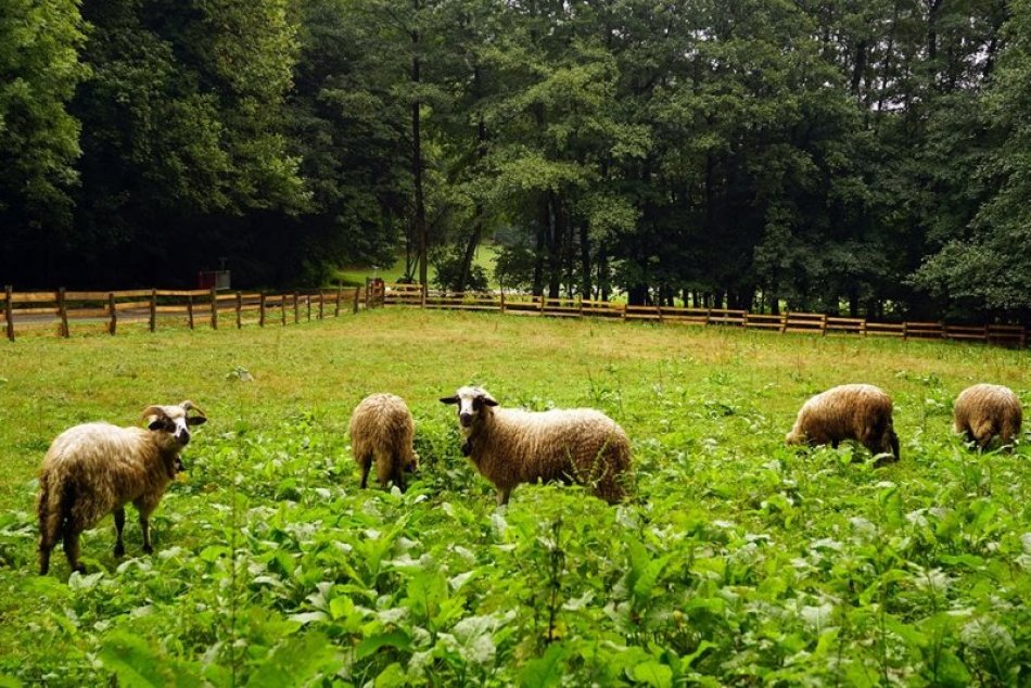 Ovečky na Železnej studničke