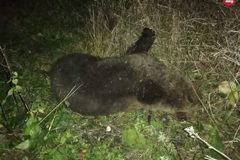 Medveď v okrese Prievidza vybehol na cestu a ...