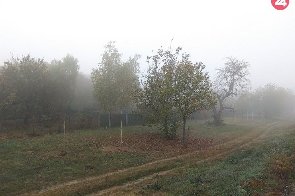 Sadenie čerešní na Čerešňovej ulici