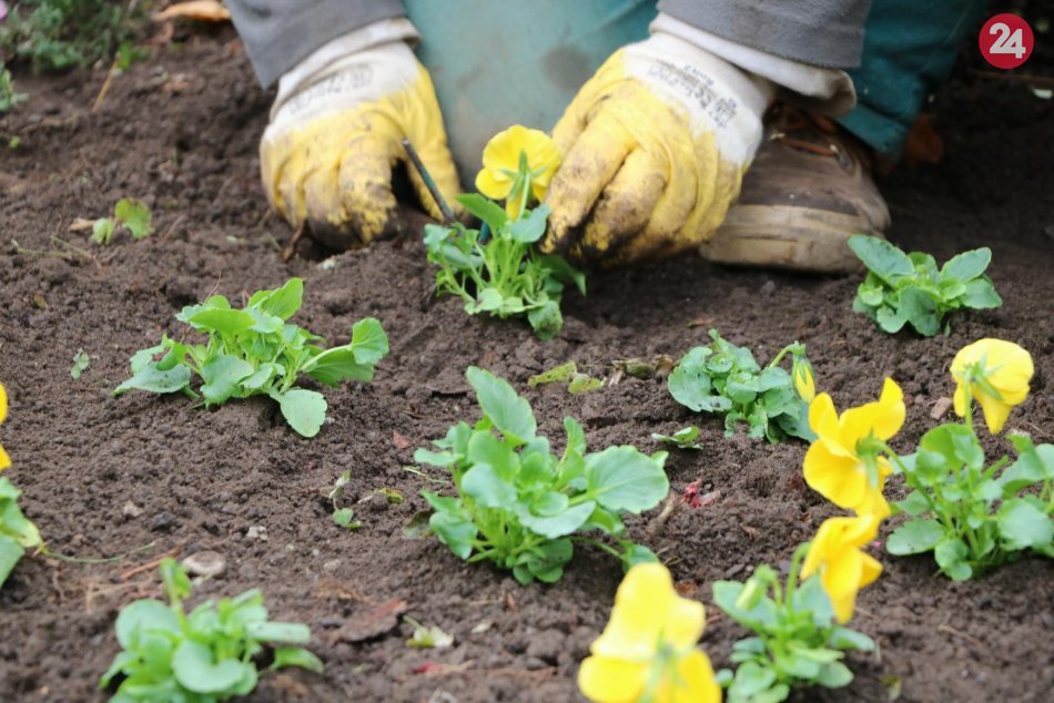 FOTO: Prebieha jesenná výsadba kvetov v prešovských záhonoch