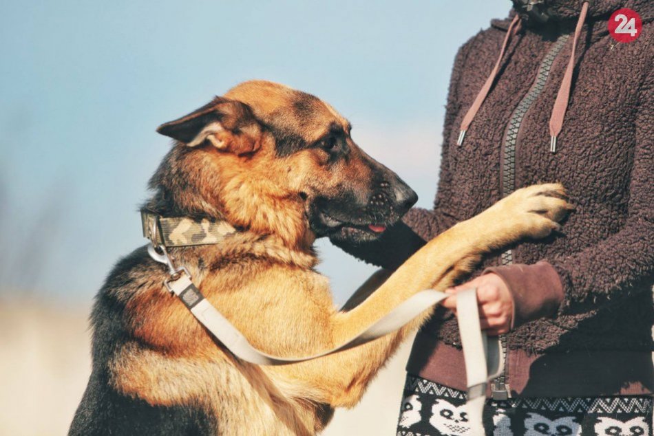 FOTO: Žiarsky útulkáč v koterci chradne, potrebuje rodinu