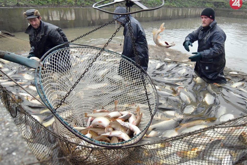 FOTO: Ryby pre vianočný trh z Iňačoviec