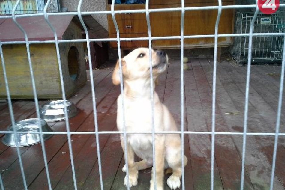 V OBRAZOCH: V Bystrici odchytili 2 psíky. Nespoznávate ich?