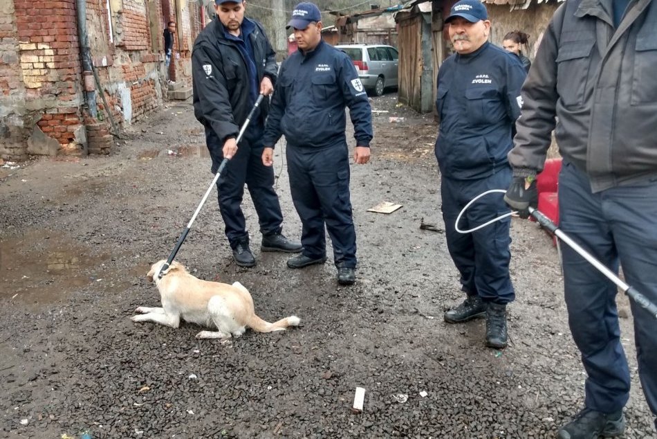 V OBRAZOCH: Akcia zameraná na odchyt túlavých psov vo Zvolene