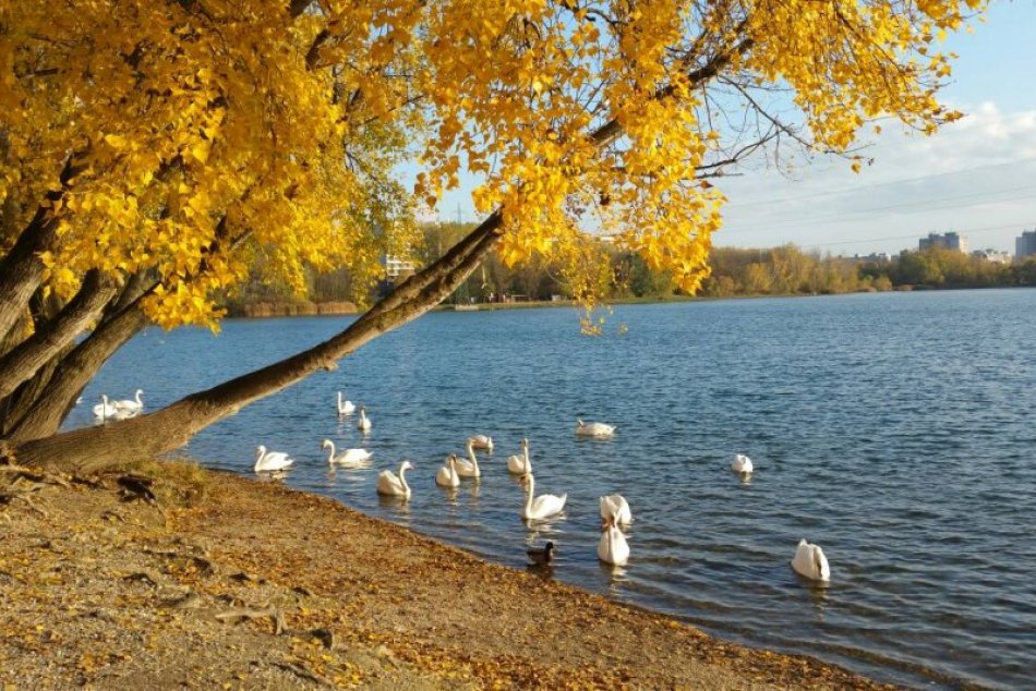 Labute na Draždiaku