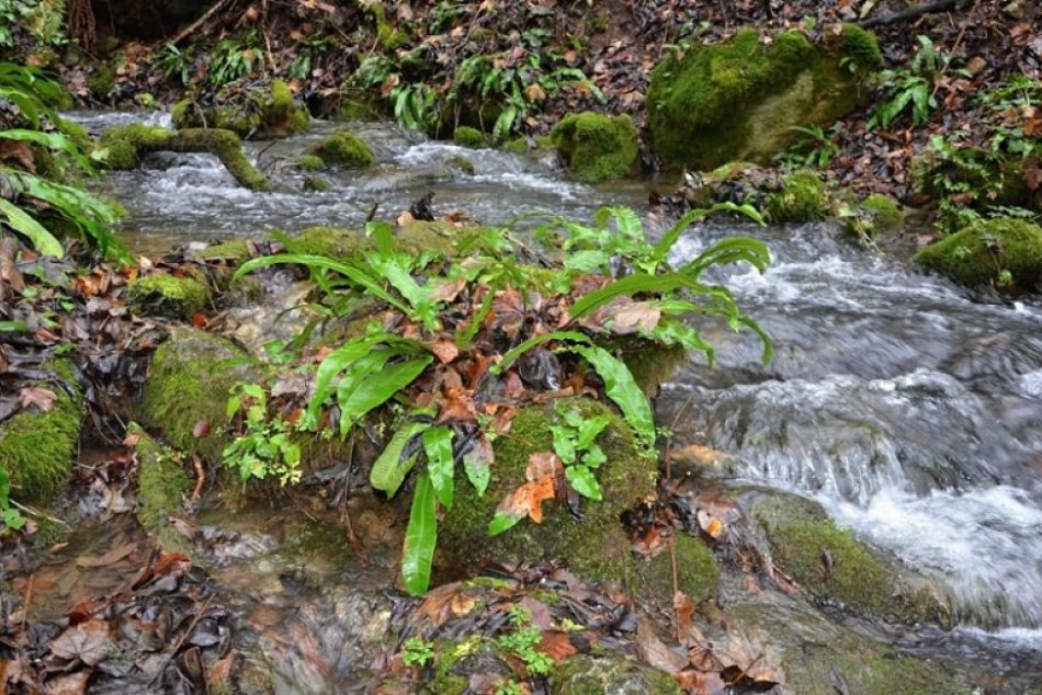 Obrazom: Krásne FOTKY z okolia Gombaseckej jaskyne