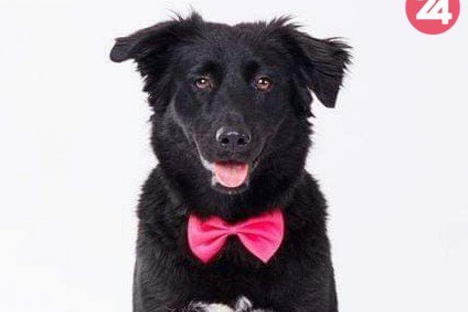 Psí seriál pokračuje: Šaliansky útulok s ponukou čiernych krásavcov, FOTO